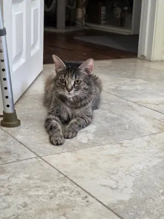 Willow