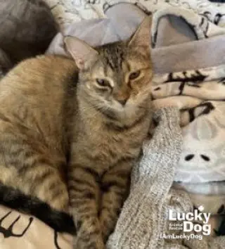 Tortellini