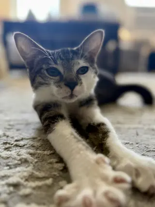 Archie