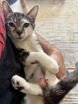 Archie