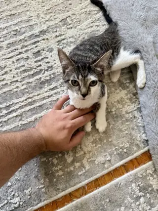 Archie