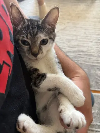 Archie