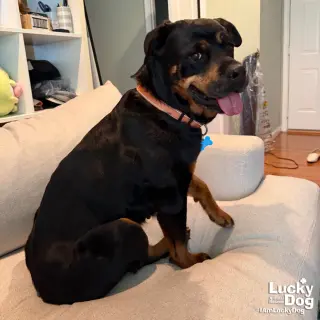 Harper