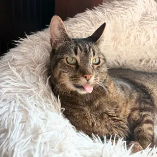 Spock