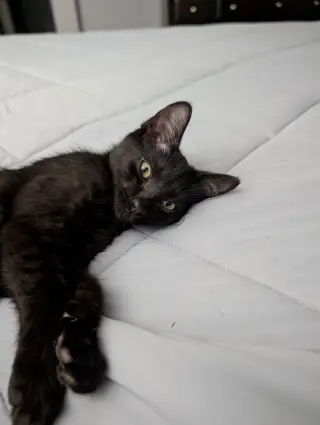 Deb