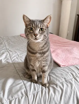Finn