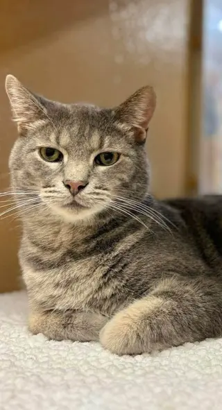 Finn