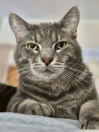 Finn