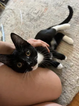 Willow