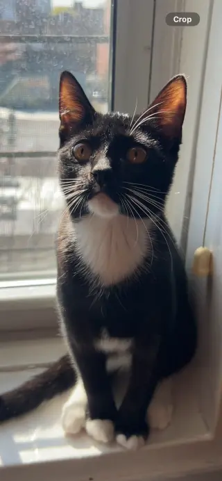Willow
