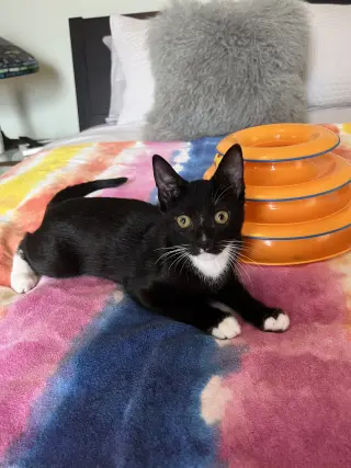 Willow