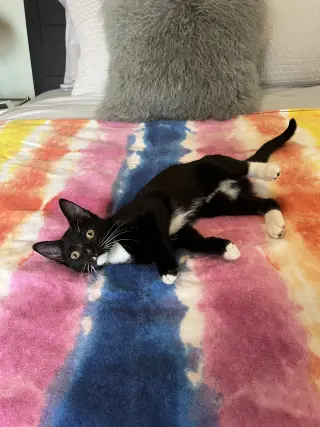 Willow