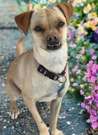 Pippa