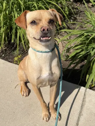 Pippa