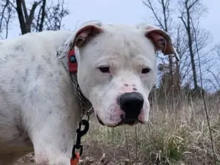 Otis