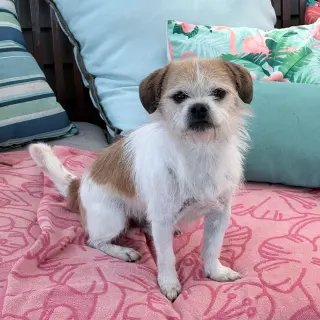 Mooshu