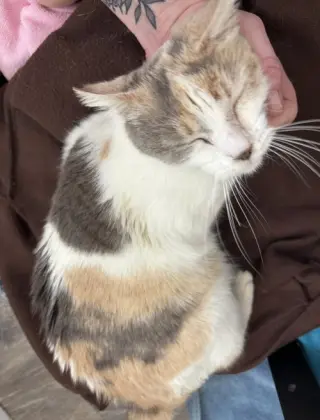 Snickerdoodle ( CW)
