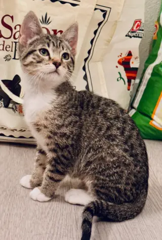Halo (bonded w/ Fjord)