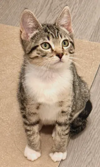 Halo (bonded w/ Fjord)