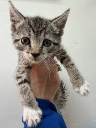 Halo (bonded w/ Fjord)