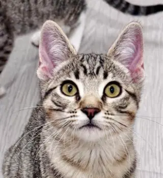 Fjord (bonded w/ Halo)