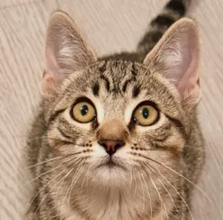 Fjord (bonded w/ Halo)