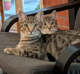 Fjord (bonded w/ Halo)