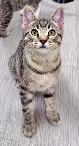 Fjord (bonded w/ Halo)