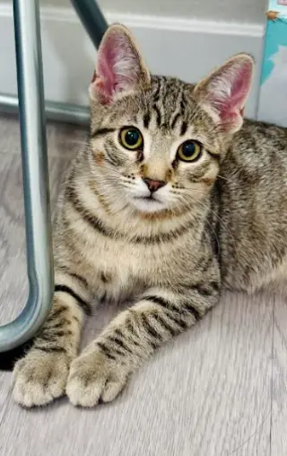 Fjord (bonded w/ Halo)