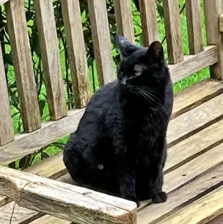 KIKI #- Offered by Owner - Indoor/outdoor Friendly