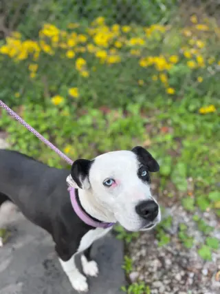 Mercedes (1yo, 45lbs)