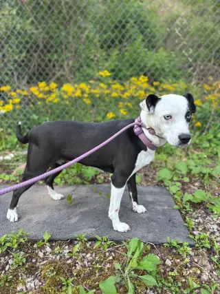 Mercedes (1yo, 45lbs)