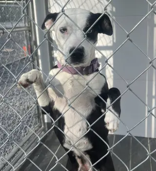 Mercedes (1yo, 45lbs)