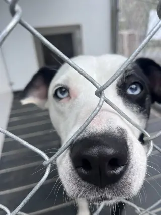 Mercedes (1yo, 45lbs)
