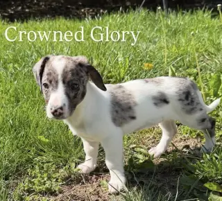 CROWNED GLORY