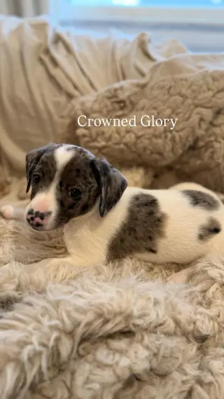 CROWNED GLORY