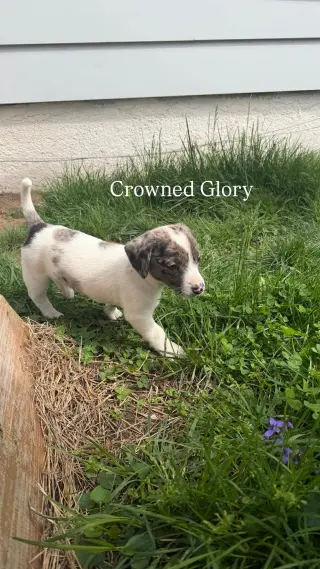 CROWNED GLORY