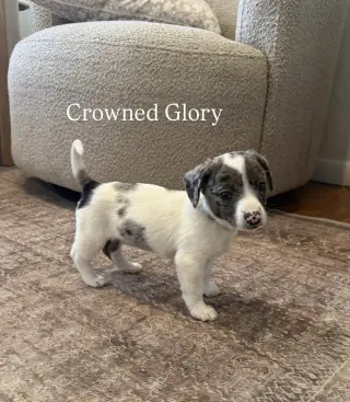 CROWNED GLORY