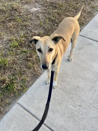 Brownie-  COURTESY POST