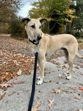 Brownie-  COURTESY POST