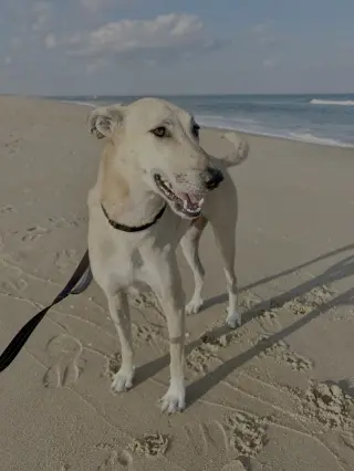 Brownie-  COURTESY POST