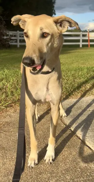 Brownie-  COURTESY POST