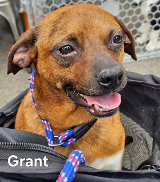 GRANT