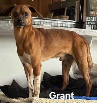GRANT