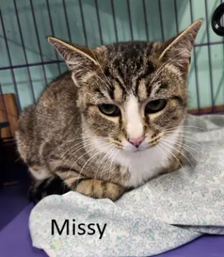 Missy Mae