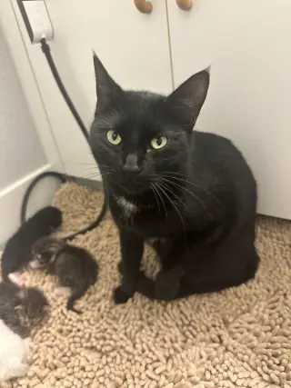 Princess Sabrina