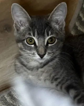 Iris