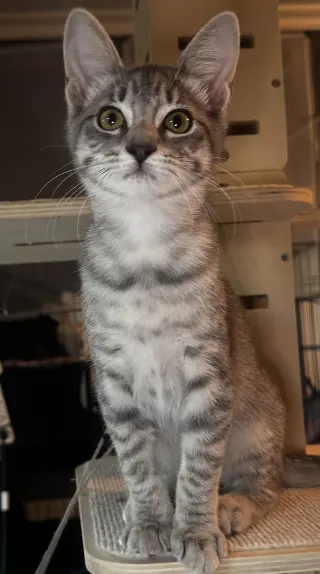 Violet