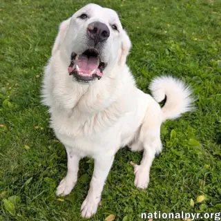 Fluffy in OH - Gives Big Toothy Smiles!