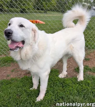 Fluffy in OH - Gives Big Toothy Smiles!